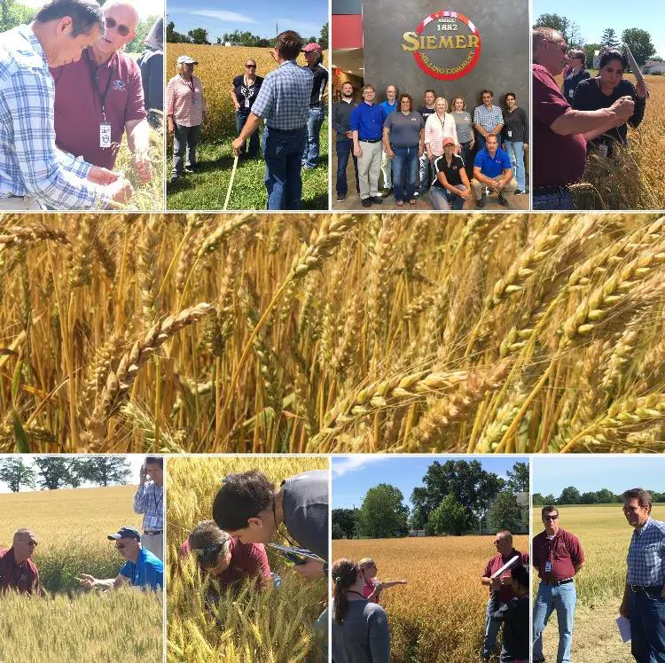 Teutopolis, IL Crop Tour
