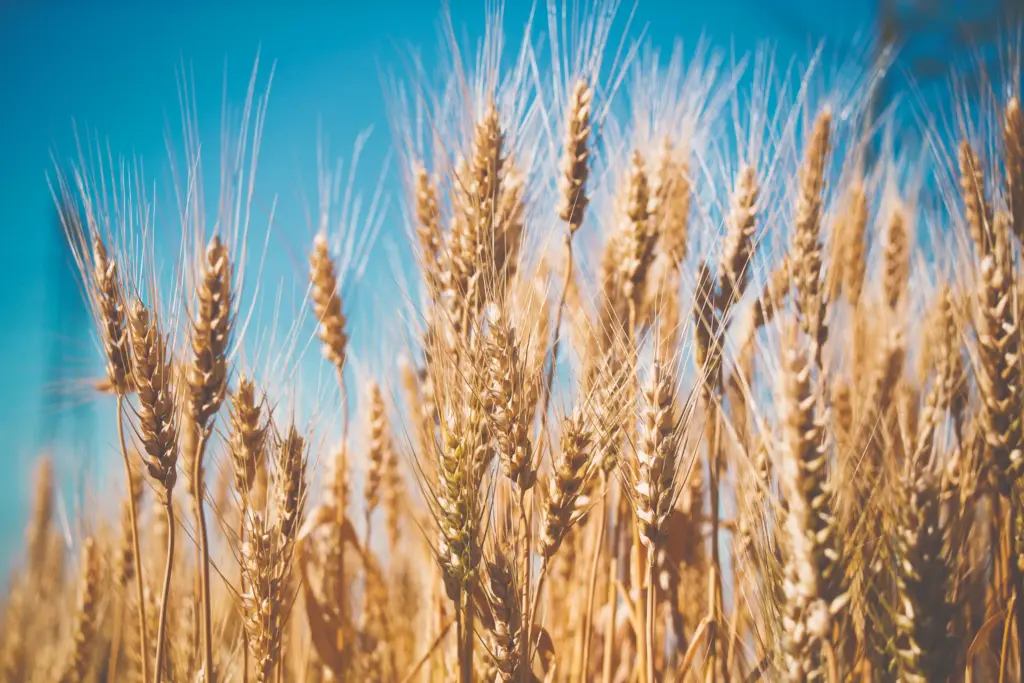 Wheat